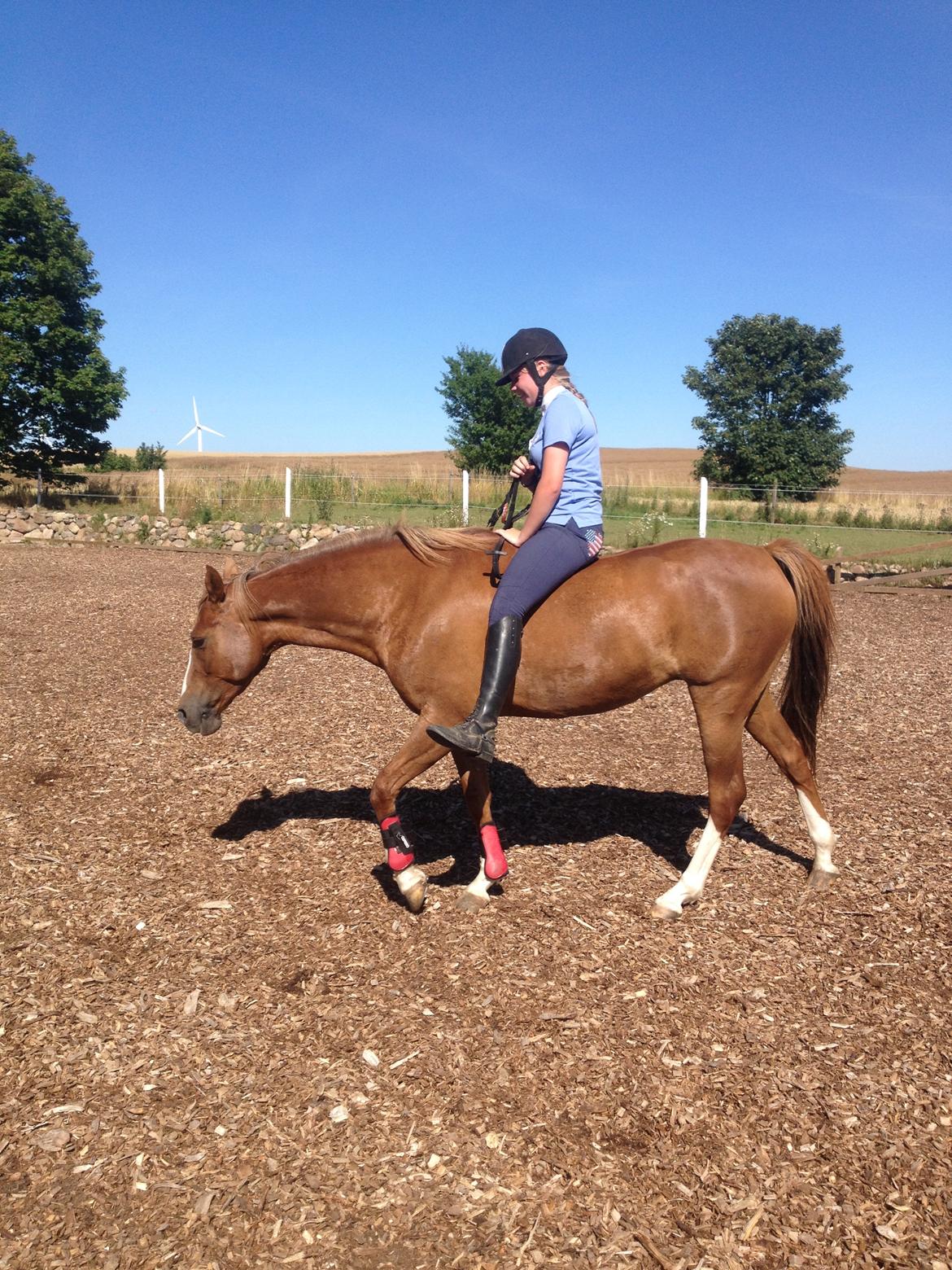 DSP Hindhøjs Tessa billede 9