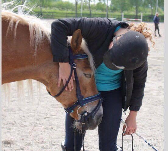 Haflinger Straus <3 hvil i fred ;( billede 1