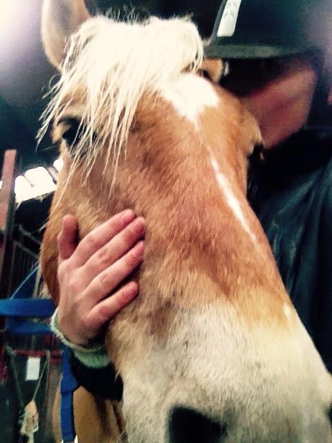 Haflinger Straus <3 hvil i fred ;( billede 2