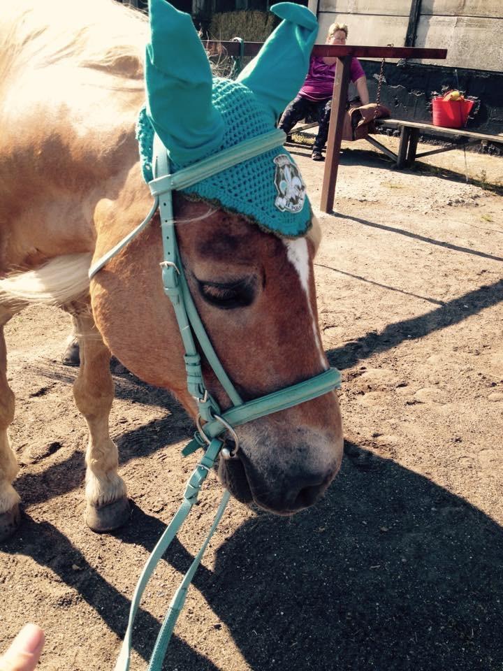 Haflinger Straus <3 hvil i fred ;( billede 4