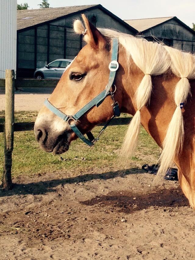 Haflinger Straus <3 hvil i fred ;( billede 3