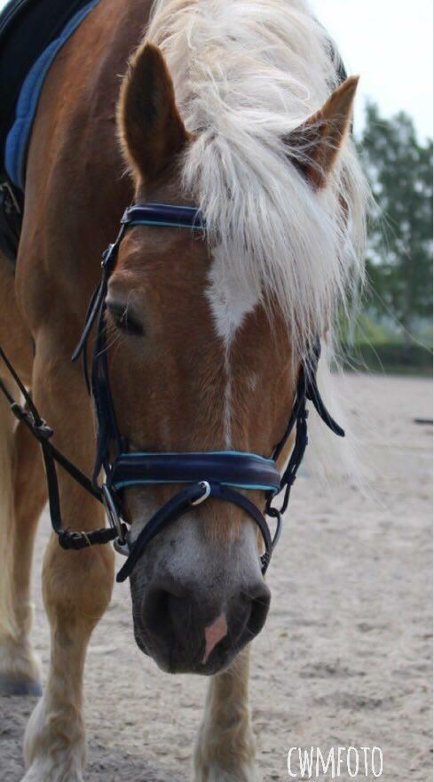 Haflinger Straus <3 hvil i fred ;( billede 5
