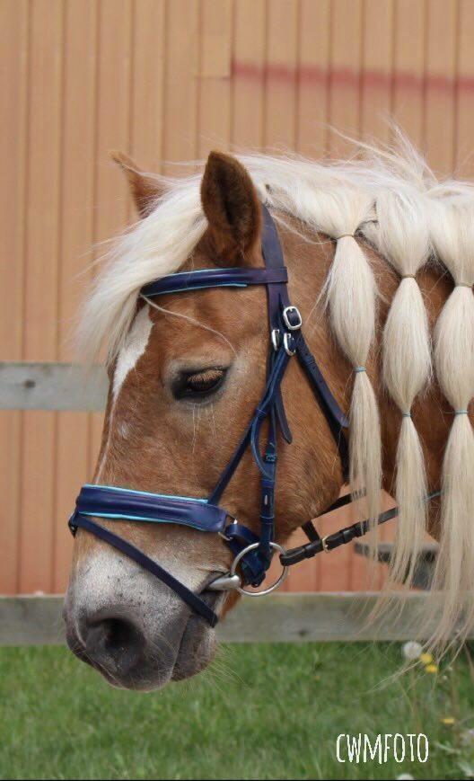 Haflinger Straus <3 hvil i fred ;( billede 6