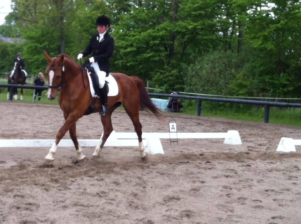 Anden særlig race Flike - Stævne på Søborggård, maj 2016 billede 10