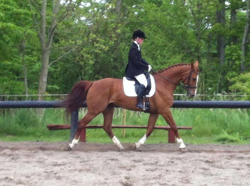 Anden særlig race Flike - Stævne på Søborggård, maj 2016 billede 11