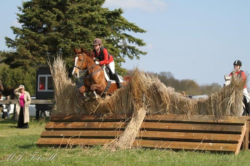Anden særlig race Flike - Jagt i Værløse, maj 2016 billede 8