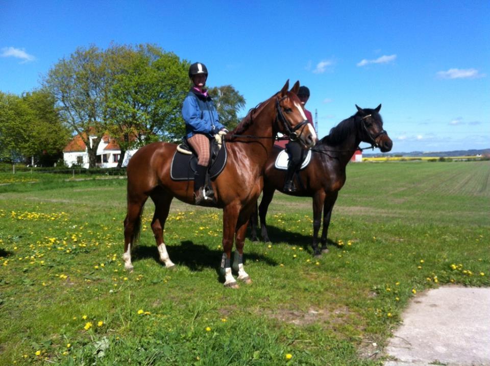 Anden særlig race Flike - Lige da jeg havde fået hende. Maj 2015 billede 1