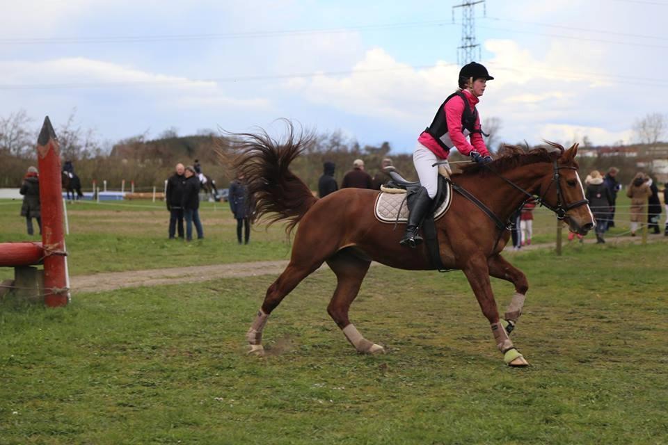 Anden særlig race Flike - Stævne i Haslev, april 2016 billede 6