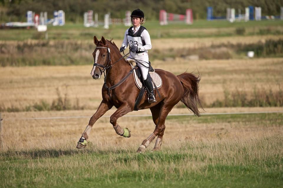 Anden særlig race Flike - Stævne på Søborgård, september 2015 billede 3