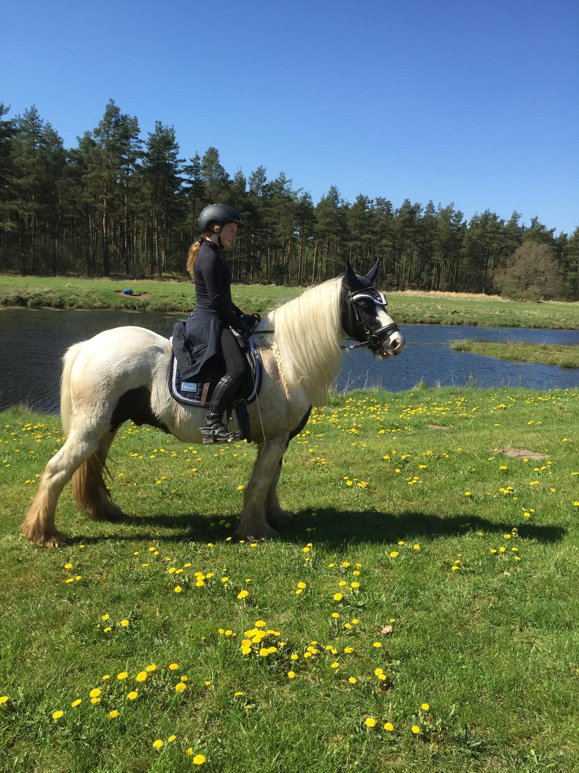 Tinker Sir Archibald af Østerbygaard billede 6