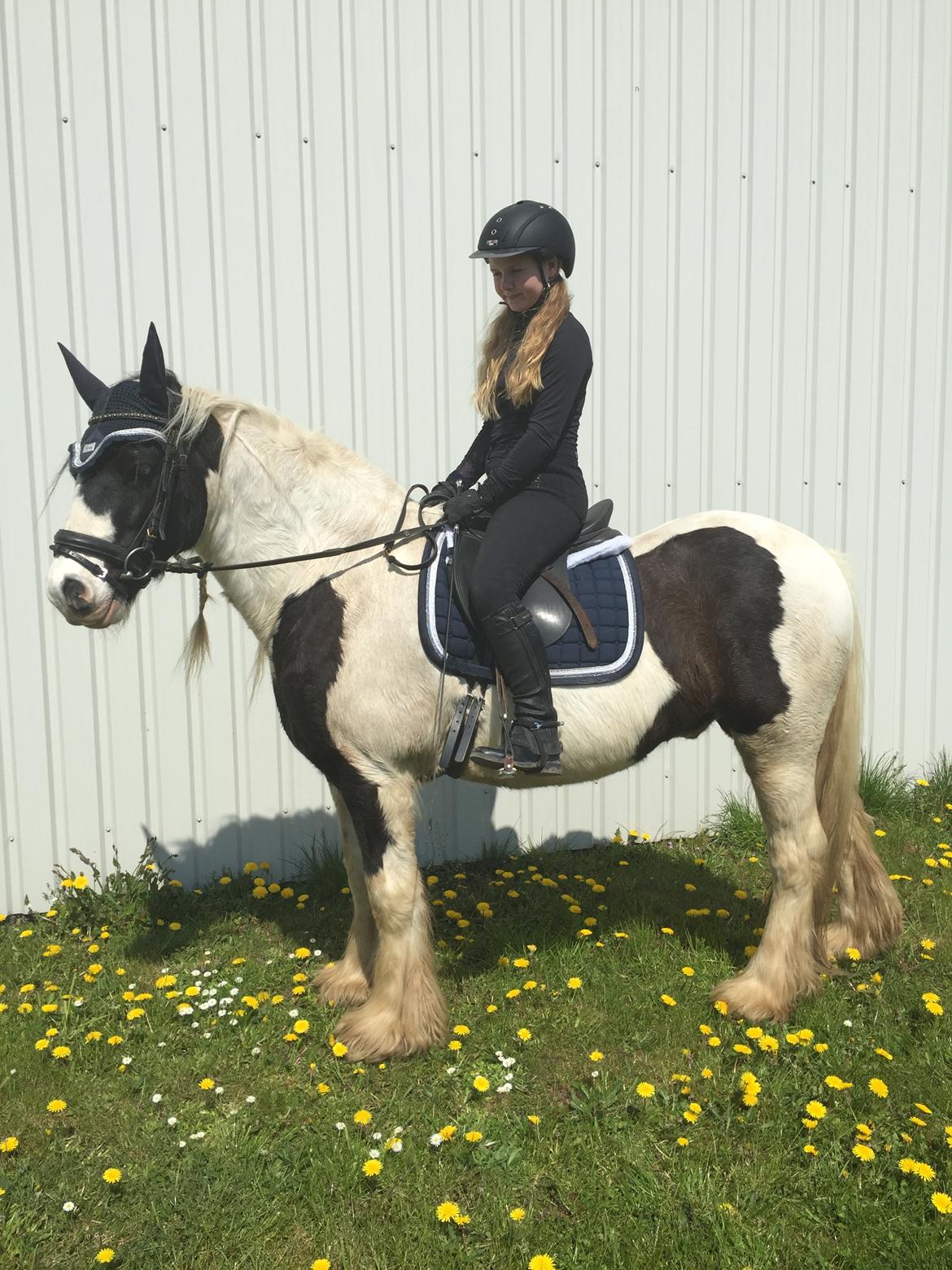 Tinker Sir Archibald af Østerbygaard billede 18