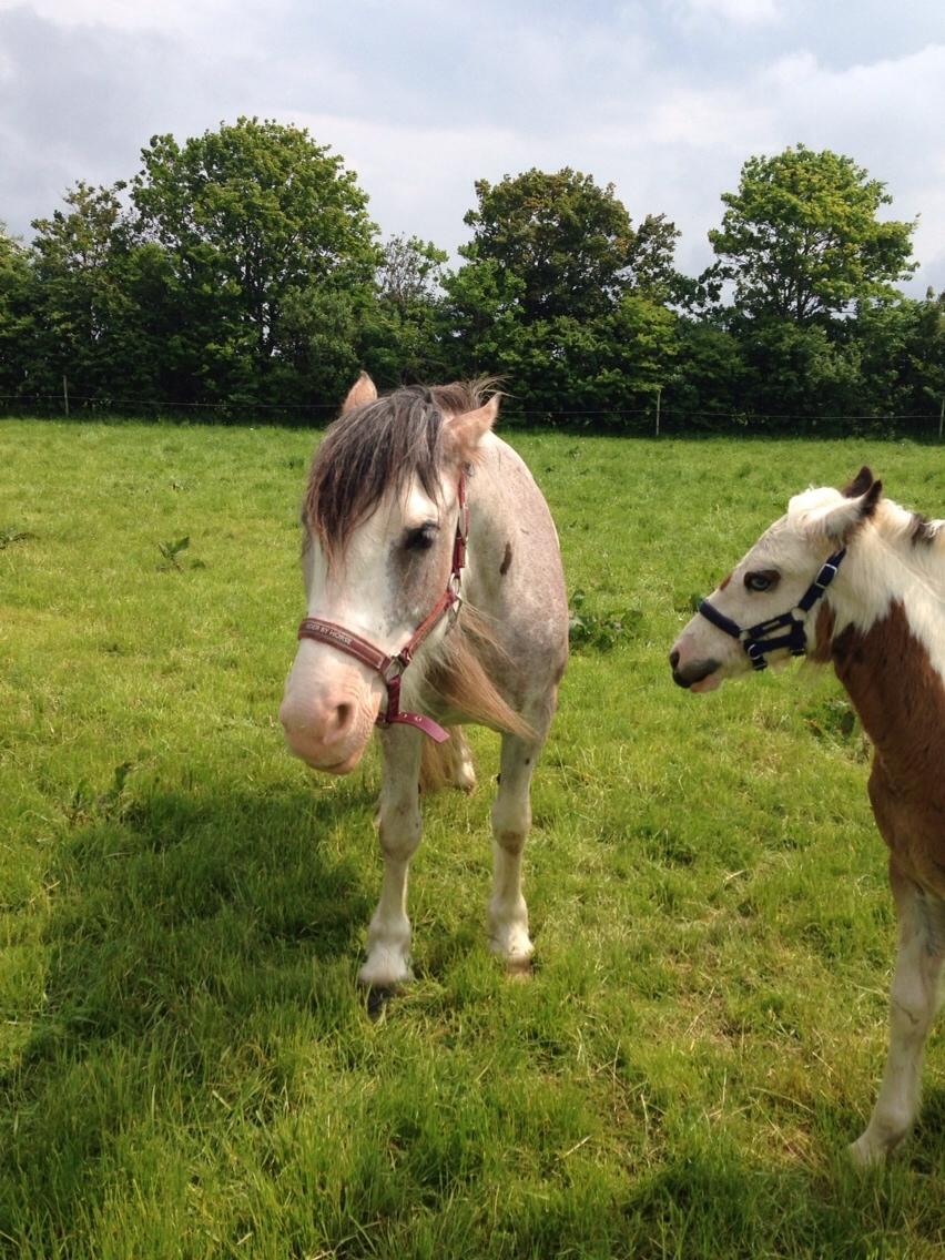 Irish Cob Kijofreg's Acapella (pelsen) solgt billede 19