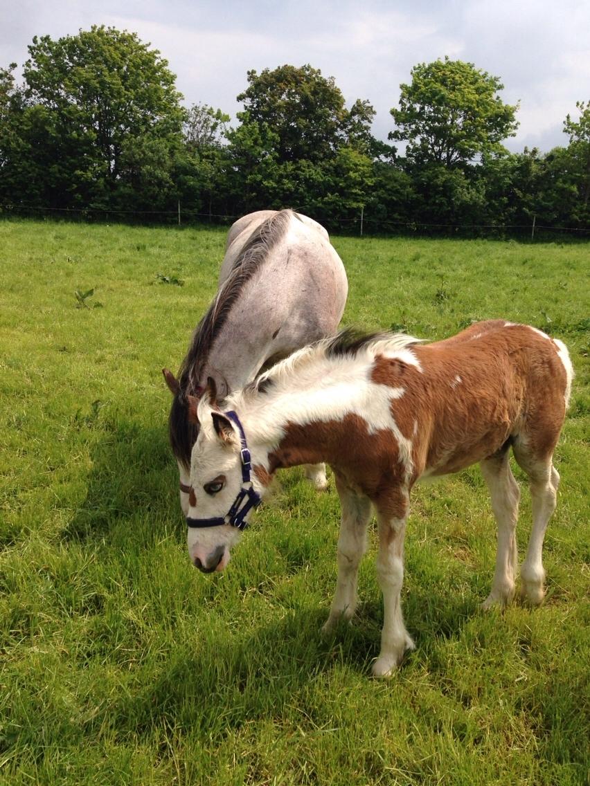 Irish Cob Klosters Blue eye florian SOLGT billede 20