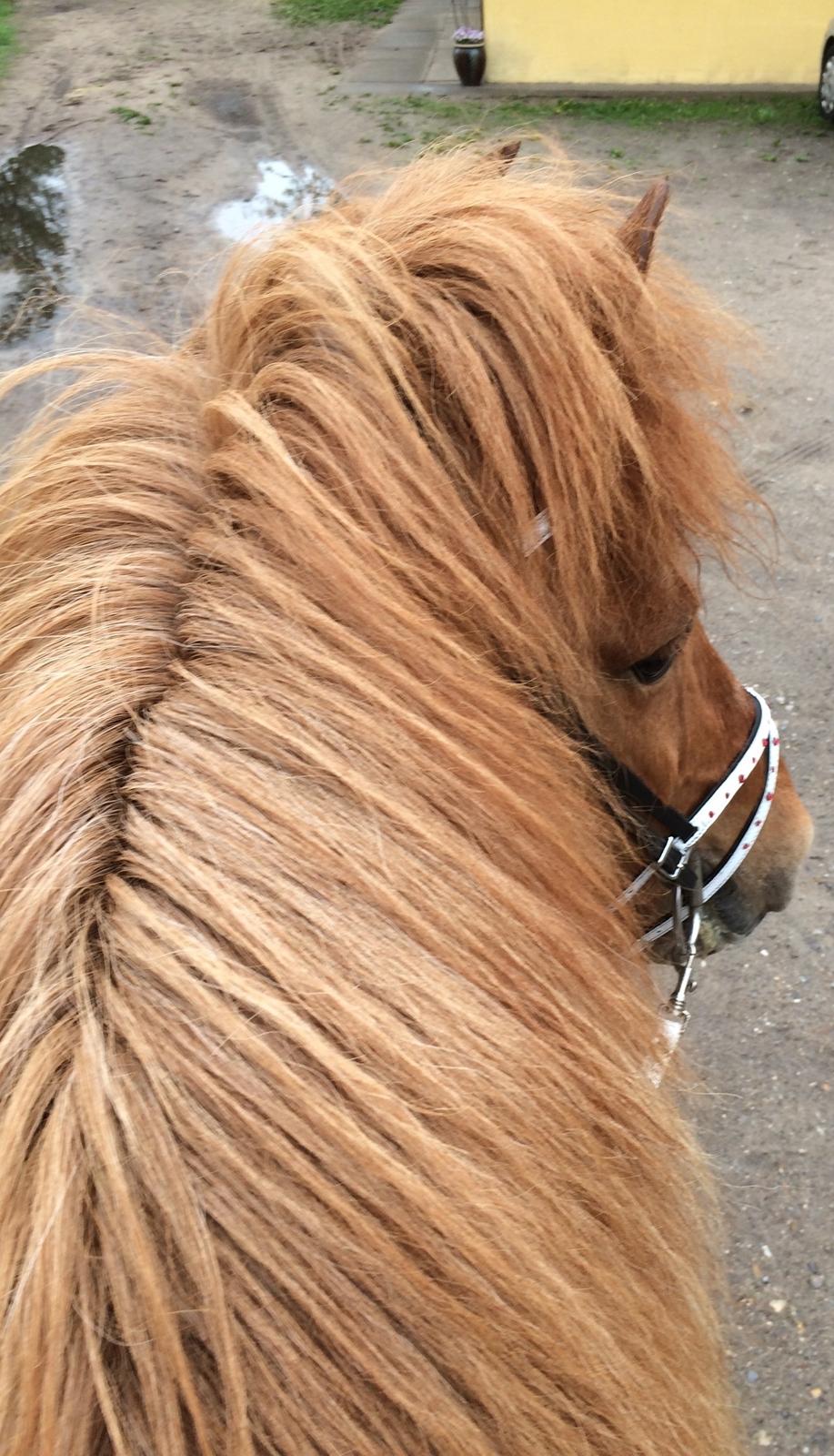 Islænder Glossa fra Eyfjord billede 14