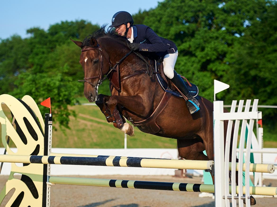 Dansk Varmblod Amillee ravnes-have billede 1