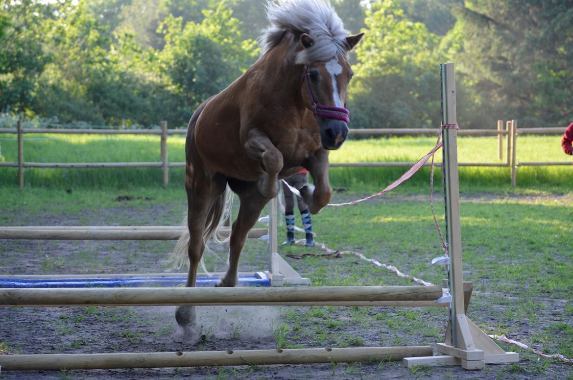Haflinger Abbi rundhøj - 01-06-2016 billede 1