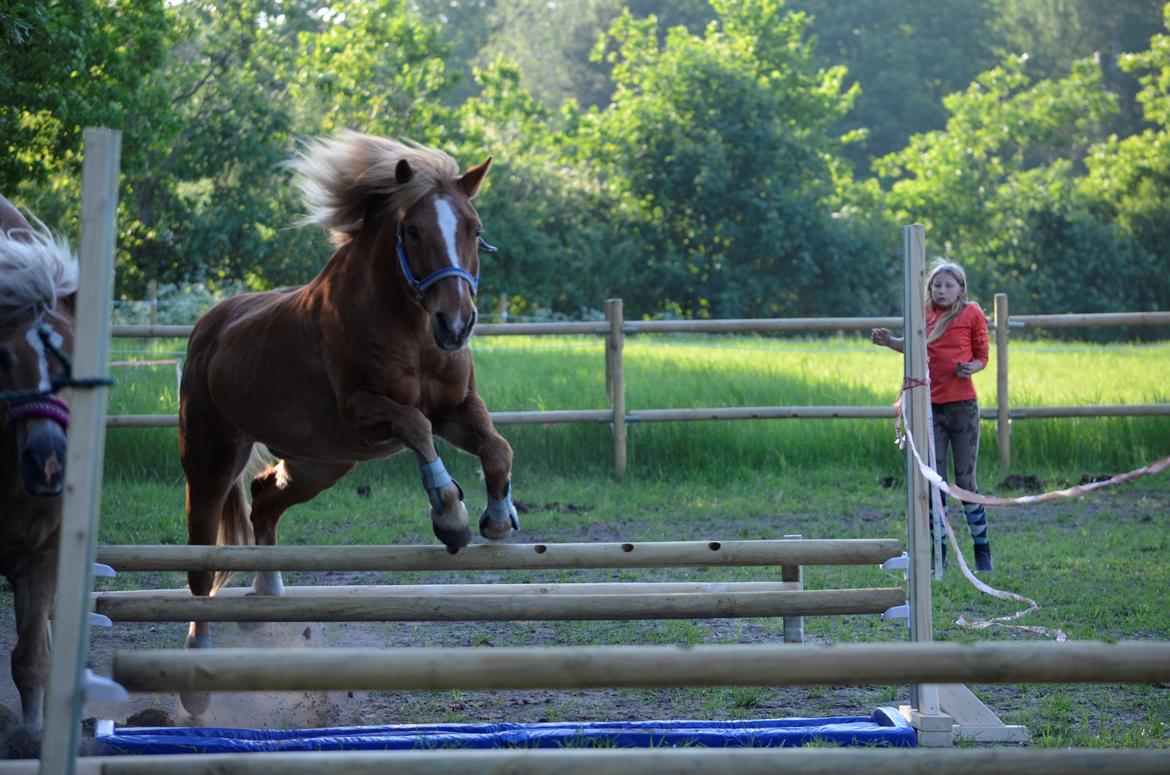 Anden særlig race Tasano - 01-06-2016 billede 8