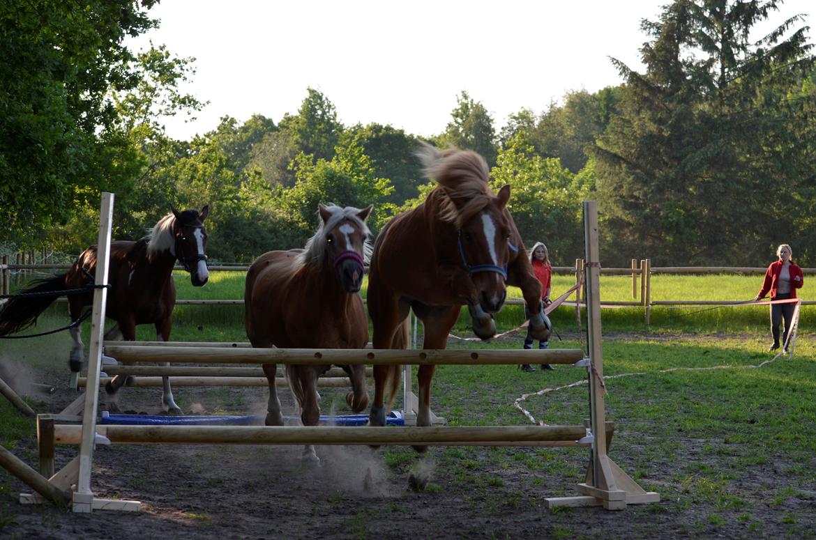Anden særlig race Tasano - 01-06-2016 billede 9