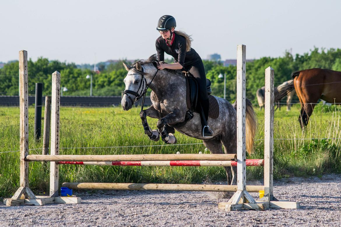 Anden særlig race Stald Arabians Jemeela [Tidl. lånehest] - Juni 2016. billede 1