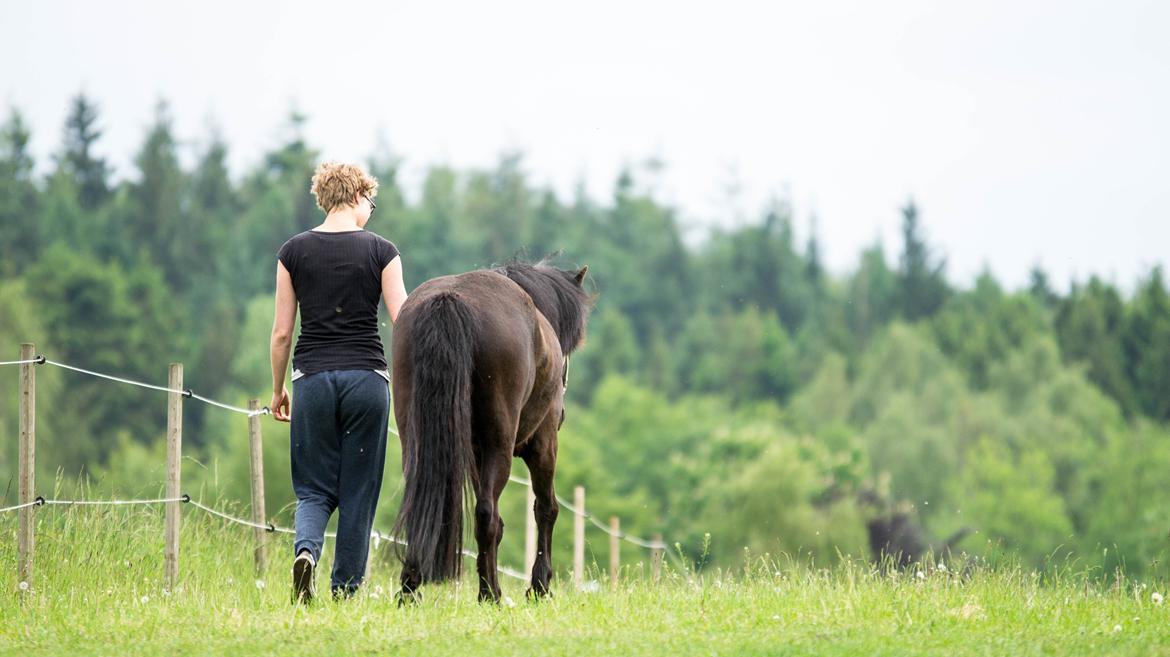 Islænder Flóra - Tak for kigget <3 Foto: Rebecca 31.05.16 billede 20