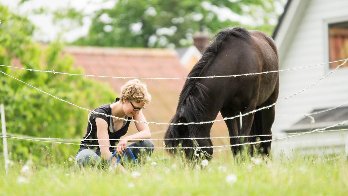 Islænder Flóra - Hun er magi <3 Foto: Rebecca 31.05.16 billede 4