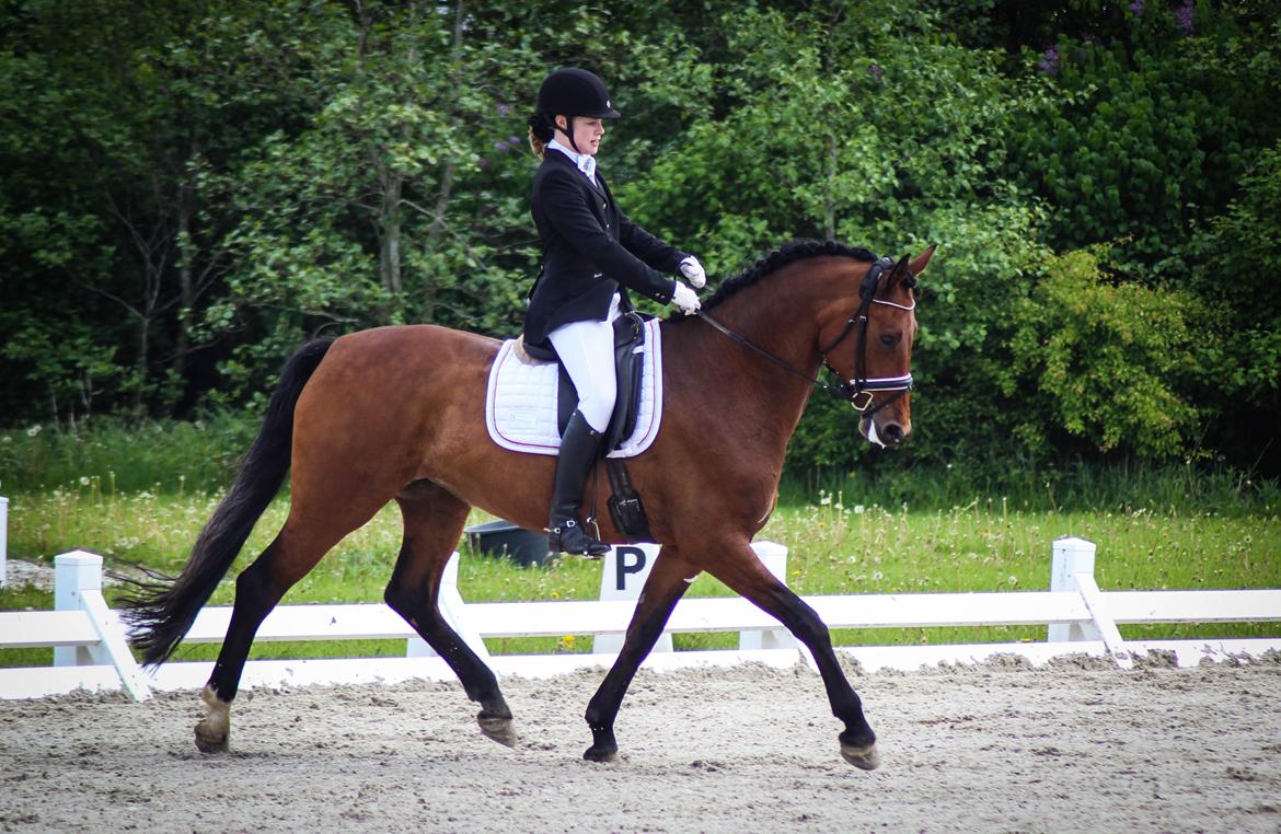 Oldenborg Java Rævdal - Distriksmesterskab 2016  billede 1