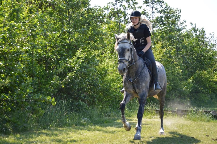 Anden særlig race Antares billede 10