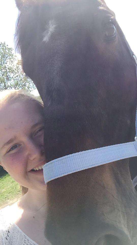 Dansk Varmblod Cantaro - D. 2/6 -ankomst dagen! billede 3