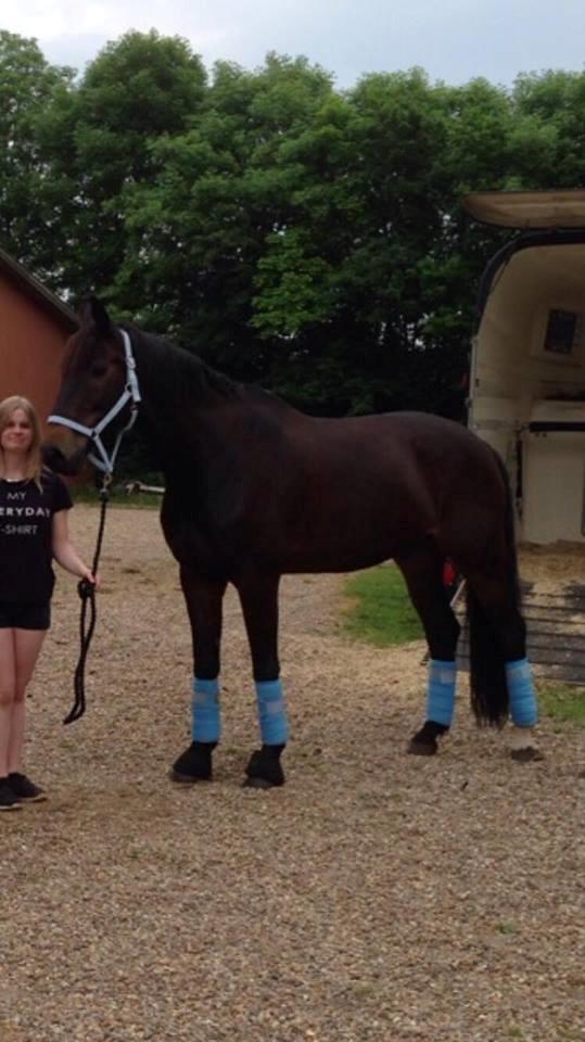 Dansk Varmblod Cantaro - Cantaro lige inden ejerene kørte <3 billede 2