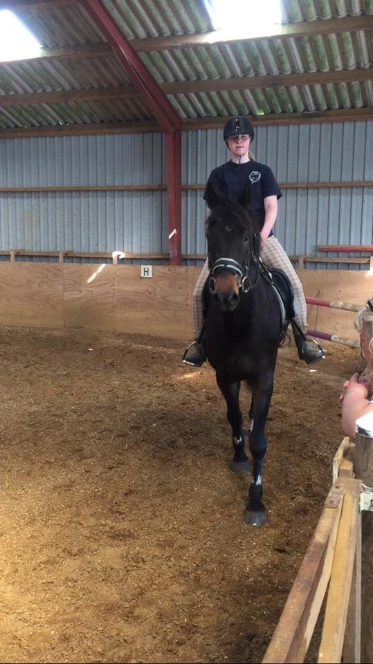 Dansk Varmblod Cantaro - Første gang jeg prøvet ham! billede 1