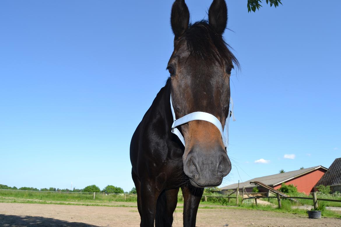 Dansk Varmblod Cantaro - D. 2/6 -Ankoms dagen  billede 4