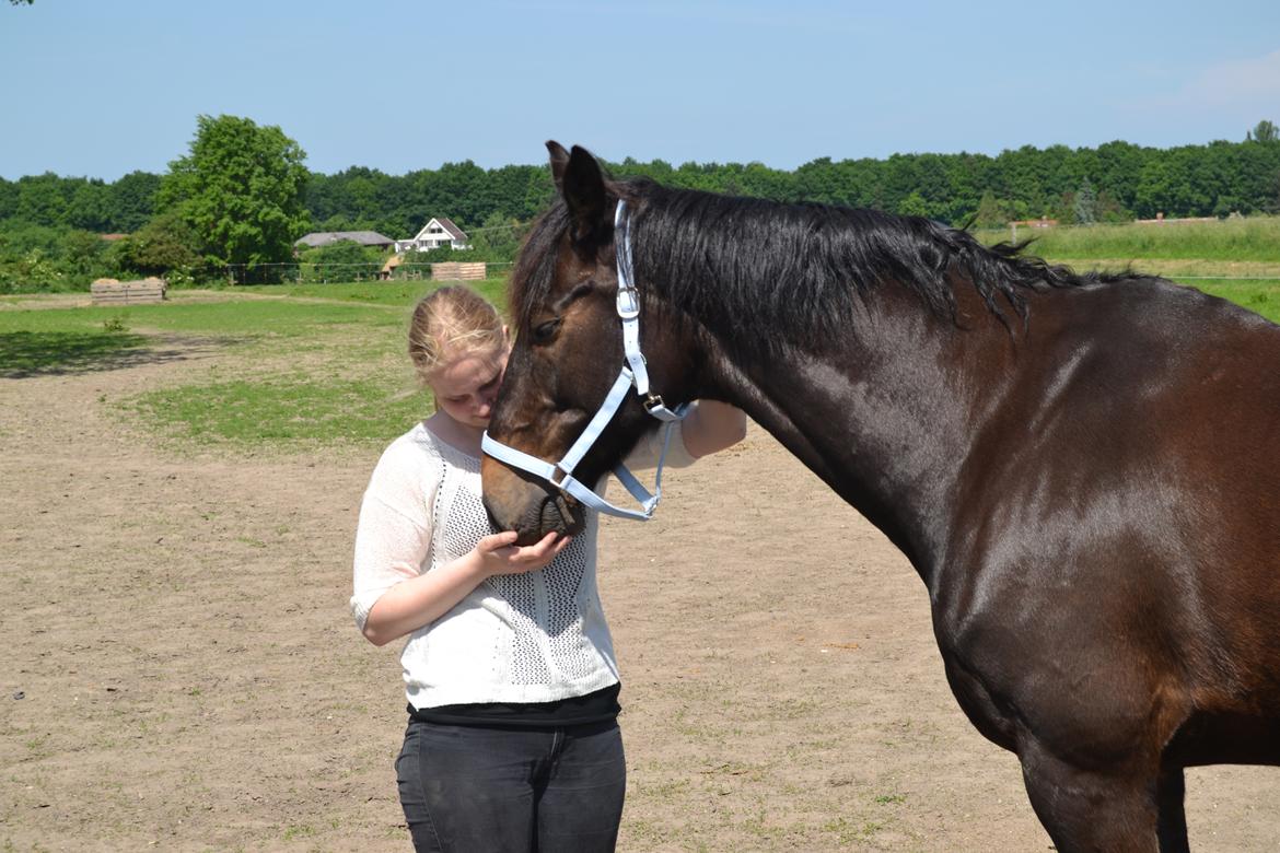 Dansk Varmblod Cantaro - D. 2/6 -Ankoms dagen billede 5