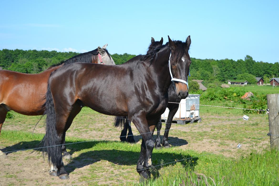 Dansk Varmblod Cantaro - D. 2/6 -Ankoms dagen billede 6