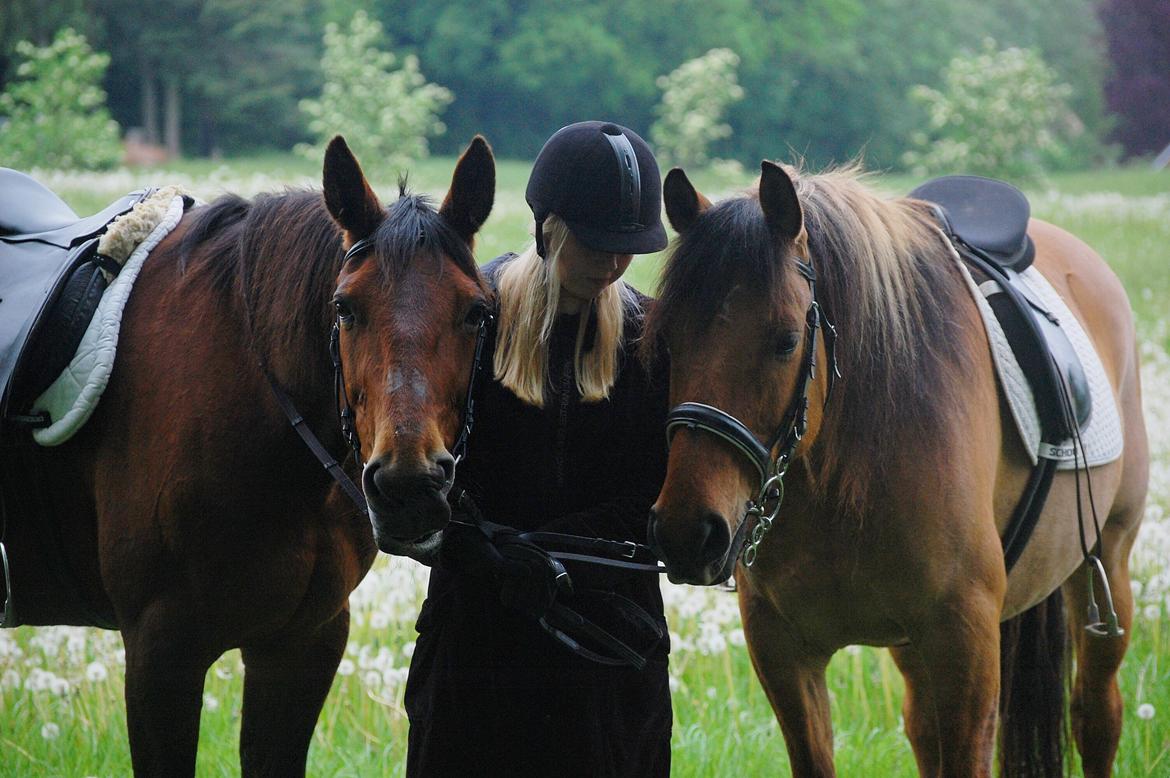 Traver Join Ecoflow - De sødeste heste <3 maj 2016 billede 8