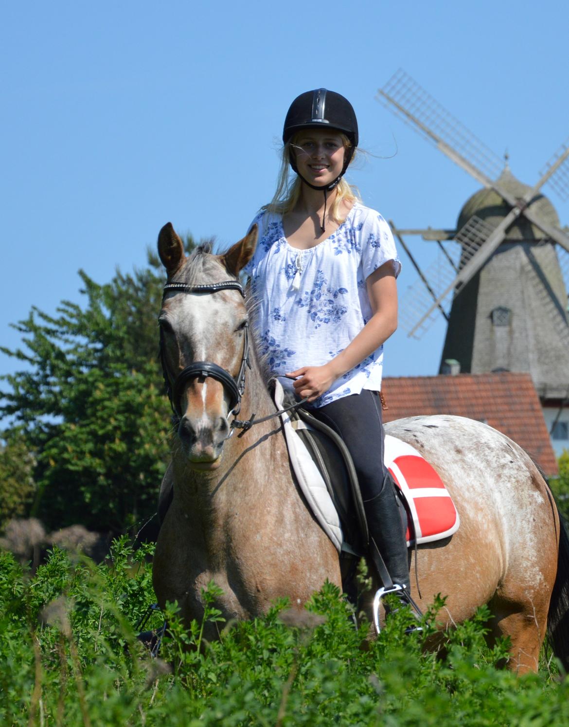 Anden særlig race Placira, Knabstupper blanding billede 1