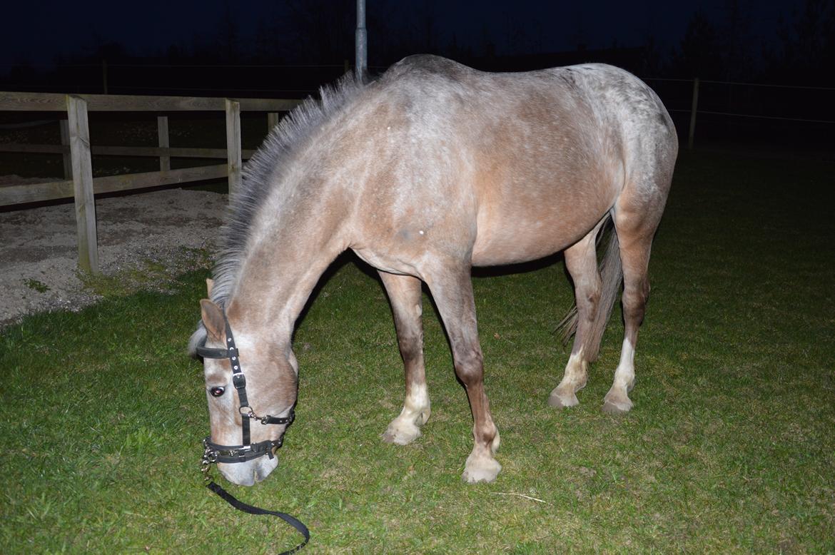 Anden særlig race Placira, Knabstupper blanding billede 2