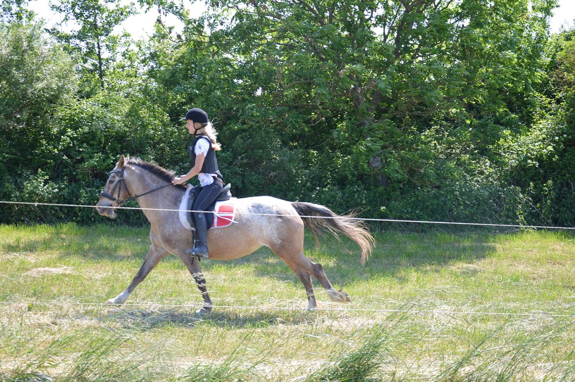 Anden særlig race Placira, Knabstupper blanding billede 9