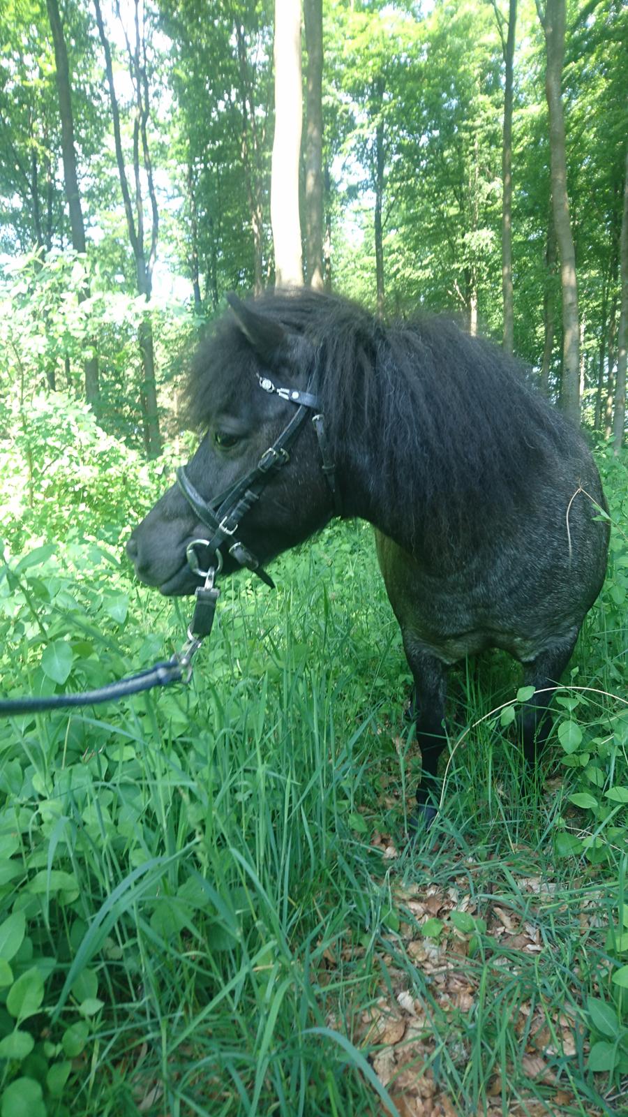 Dansk Miniature Strandgårdens Touch My Heart (Baby) Tidl. hest.  billede 13