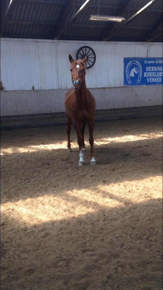 Anden særlig race Manja  billede 24