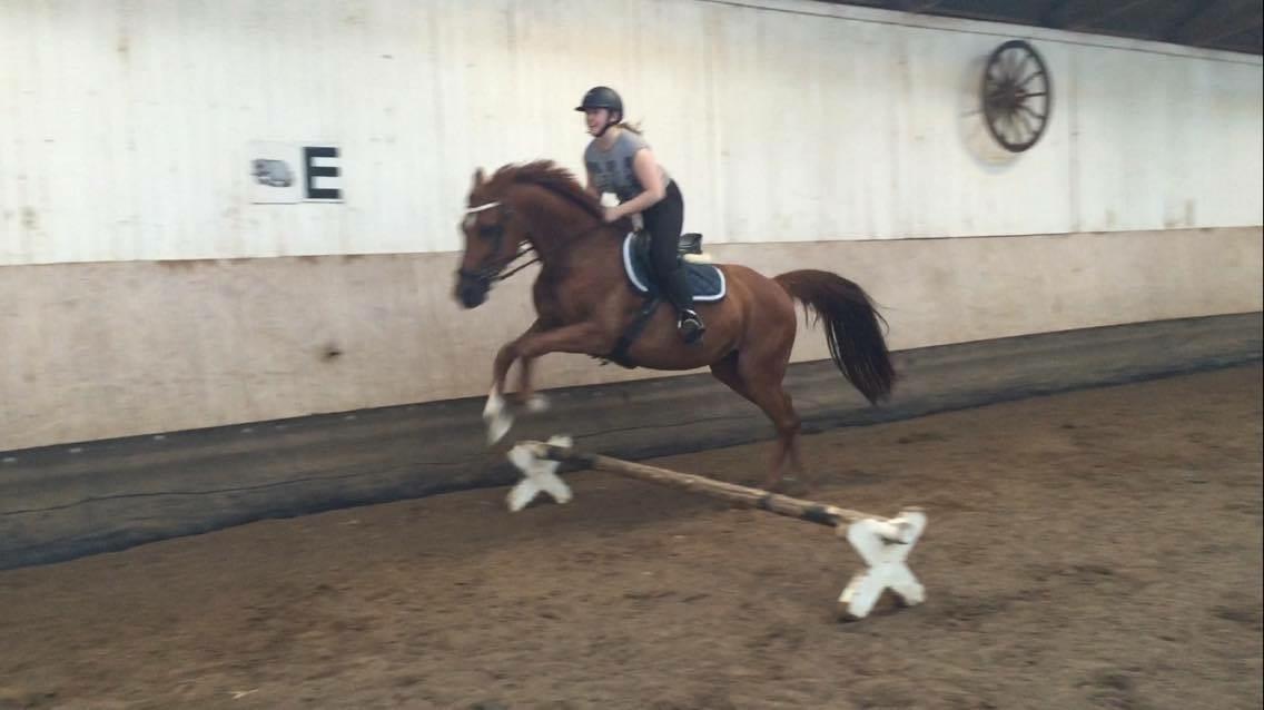 Anden særlig race Manja  - 1 gang hun springer med rytter!D.2/6-16 billede 8