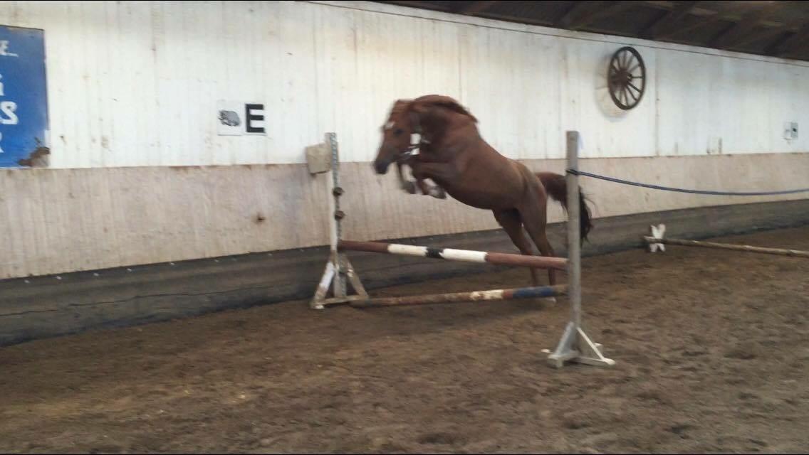 Anden særlig race Manja  billede 25