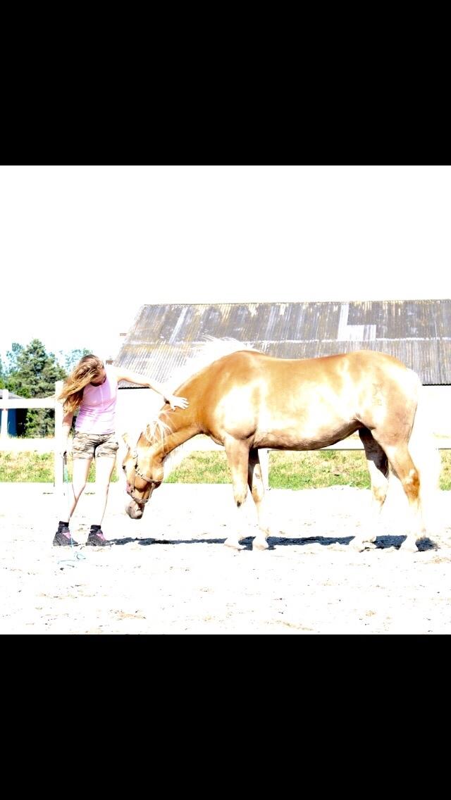 Haflinger Myra billede 44