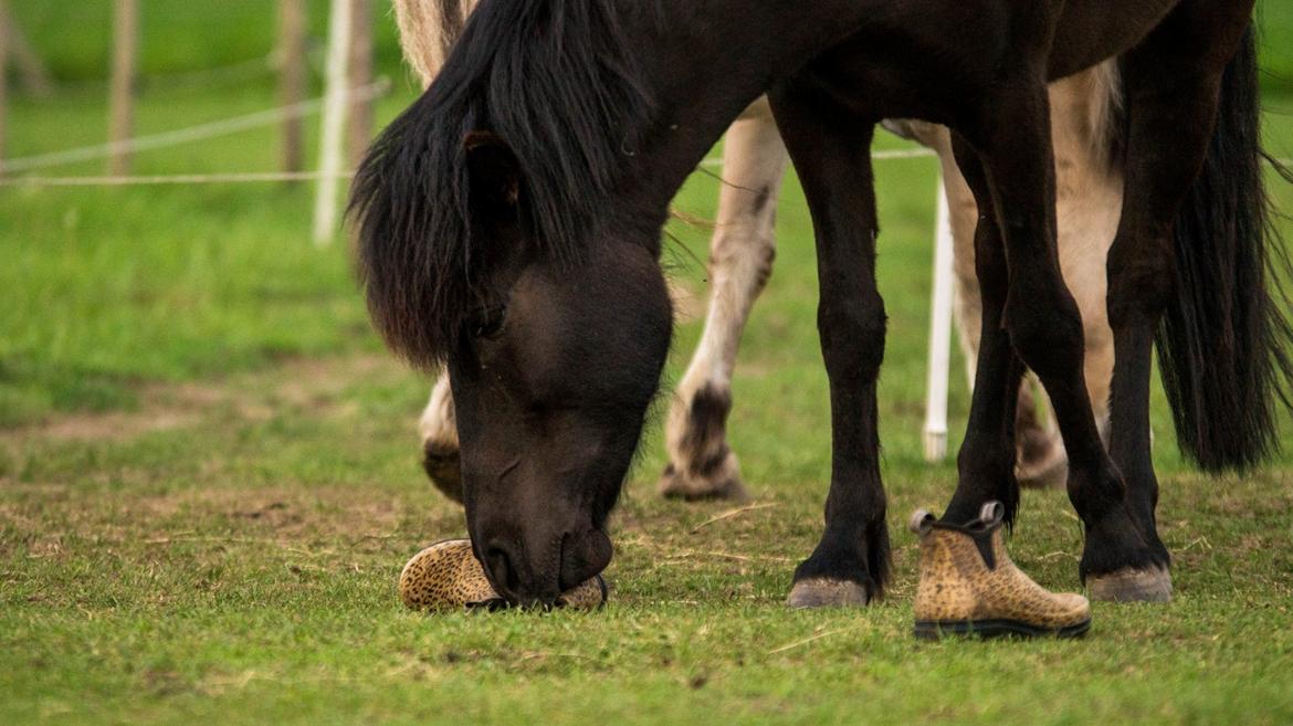 Islænder Flóra - Vi leger med støvler! Foto: Rebecca 01.06.16 billede 12