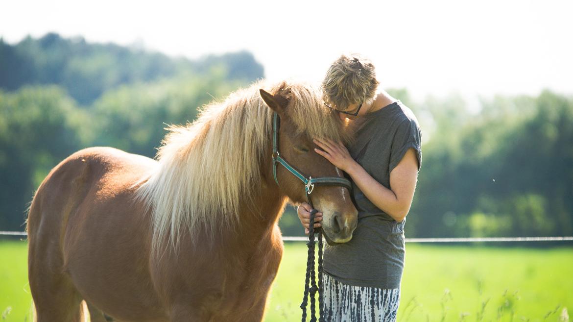 Islænder Trausti fra Gingsholm<3 - Heal <3 Foto: Rebecca 03.06.16 billede 4