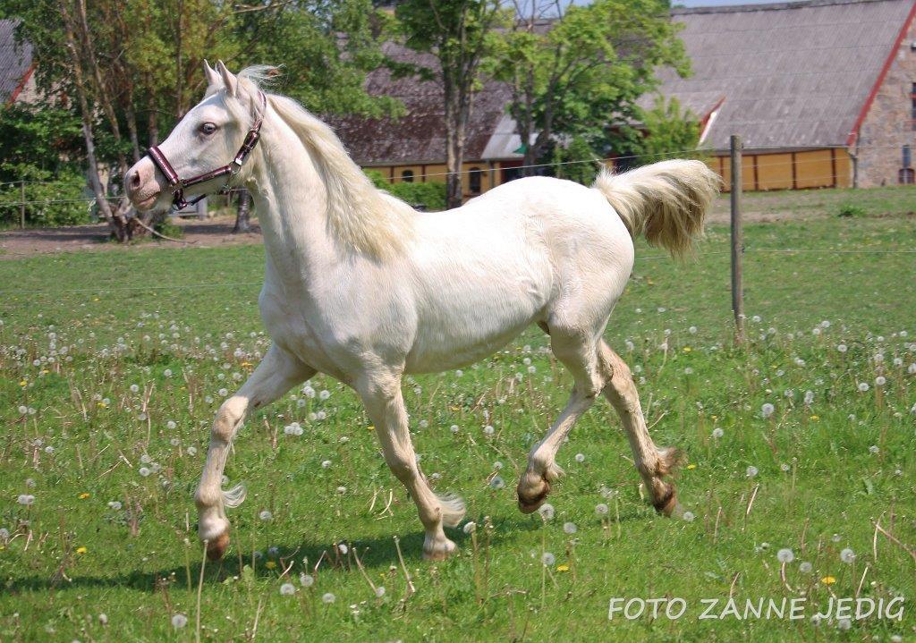 Welsh Cob (sec D) Ynyslyns Celebration billede 16