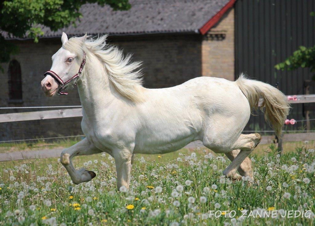 Welsh Cob (sec D) Ynyslyns Celebration billede 20