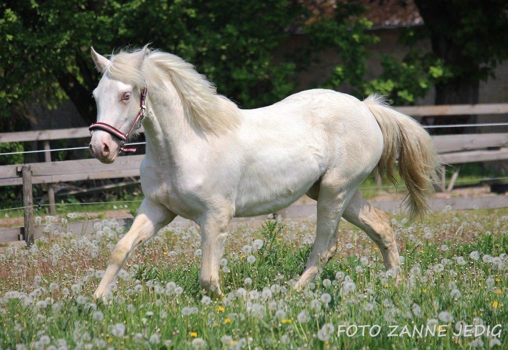 Welsh Cob (sec D) Ynyslyns Celebration billede 21