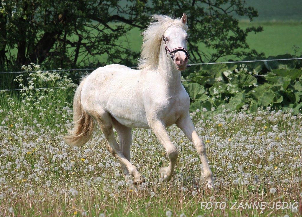 Welsh Cob (sec D) Ynyslyns Celebration billede 22