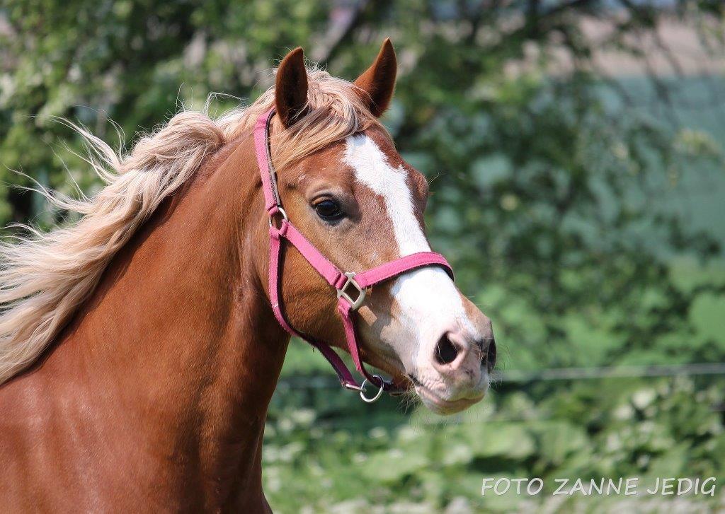 Welsh Cob (sec D) Frenderupgårds june billede 1