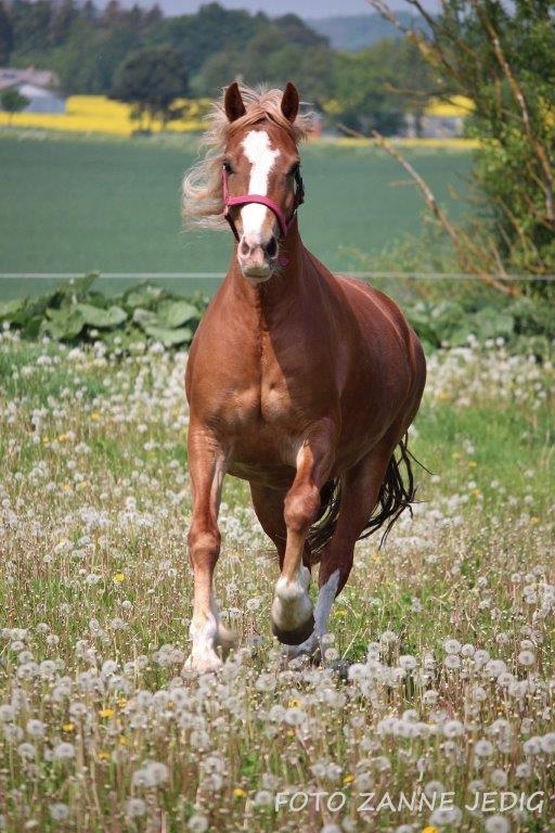 Welsh Cob (sec D) Frenderupgårds june billede 2